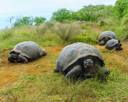 Giant tortoises migrate unpredictably in the face of climate change