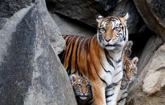 Tiger attacks zoo keeper in Topeka, Kansas