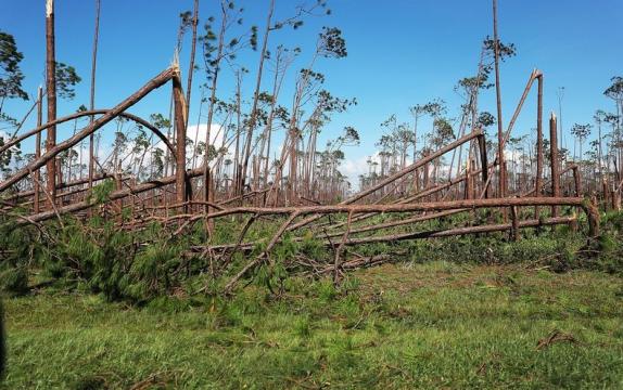 Hurricane Aftermath Leaves Florida with Years of Major Wildfire Threat