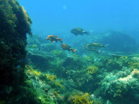 Ocean acidification 'could have consequences for millions'