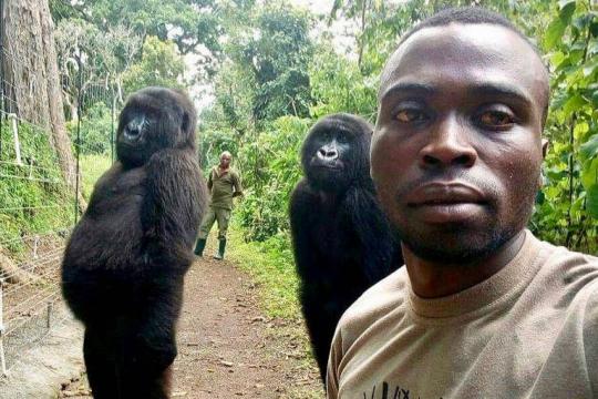 Parque ganha milhares em doações após selfie com gorilas viralizar