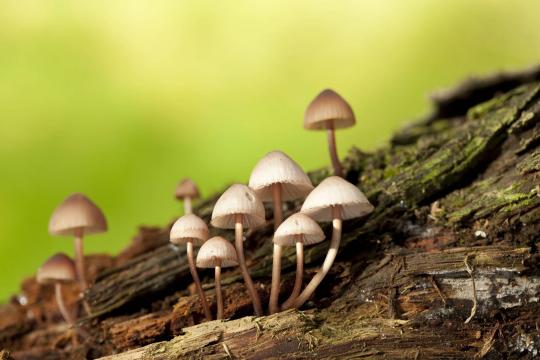Denver é primeira cidade americana a descriminalizar cogumelos alucinógenos