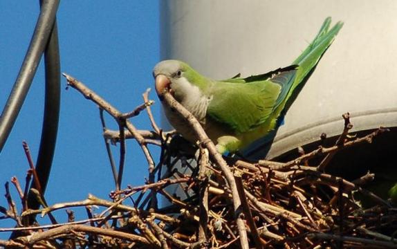 Parrots Are Making U.S. Home