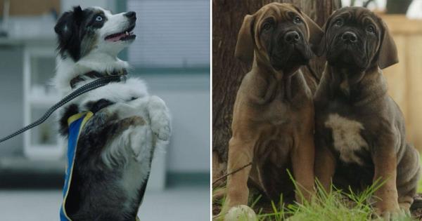 Exclusive: the Puppy-Filled Gag Reel For A Dog's Journey Is 2 Minutes of Pure Joy