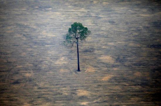 Amazon and other large ecosystems at risk of rapid collapse: study