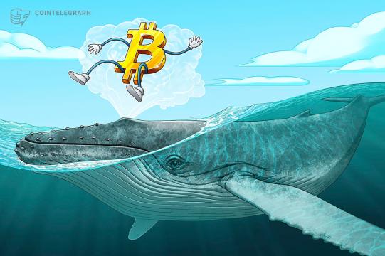 ‘Millionaire’ whales gobble up 90,000 Bitcoin over past 25 days