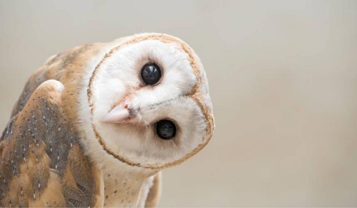barn-owl-stare.jpg.860x0_q70_crop-smart.jpg
