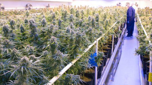 105338288-1531941352971tilray_growroom.530x298.jpg?v=1531941414