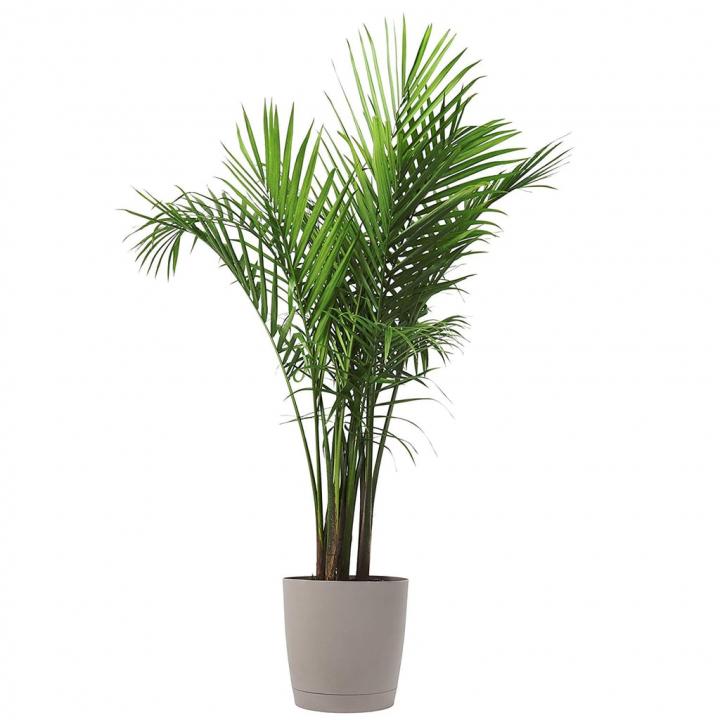 Majesty-Palm.jpg