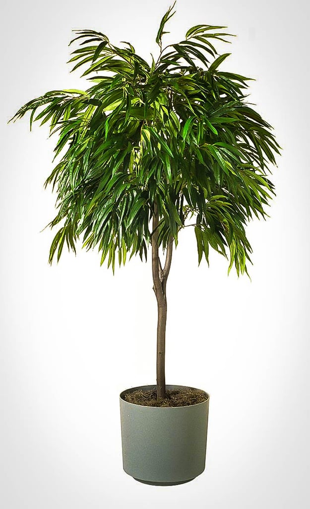 Ficus-Tree.jpg