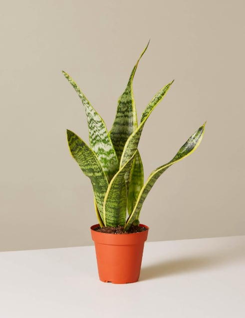 Snake-Plant.png