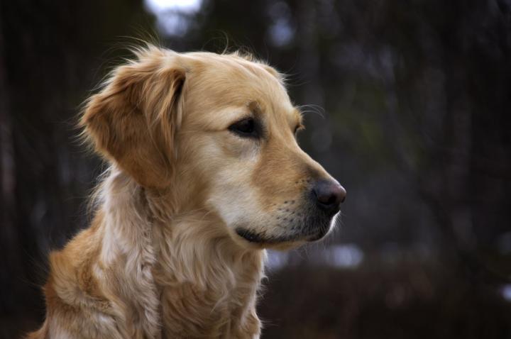 Golden-Retrievers.jpg