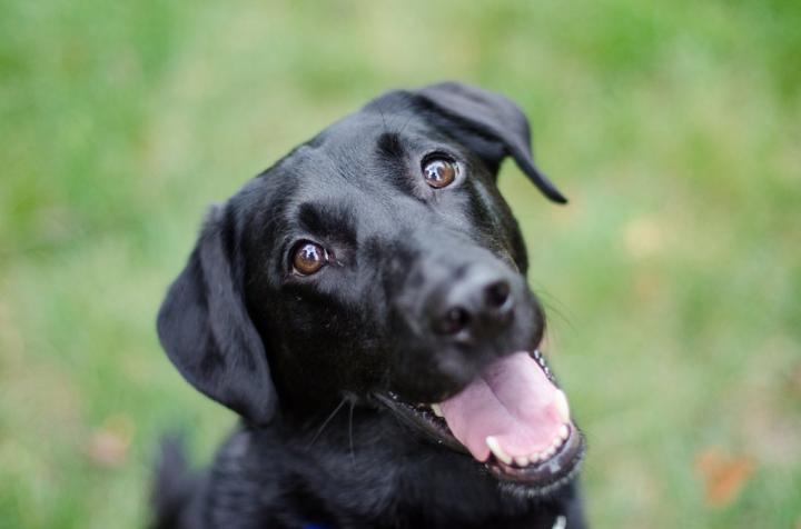 Labrador-Retrievers.jpg