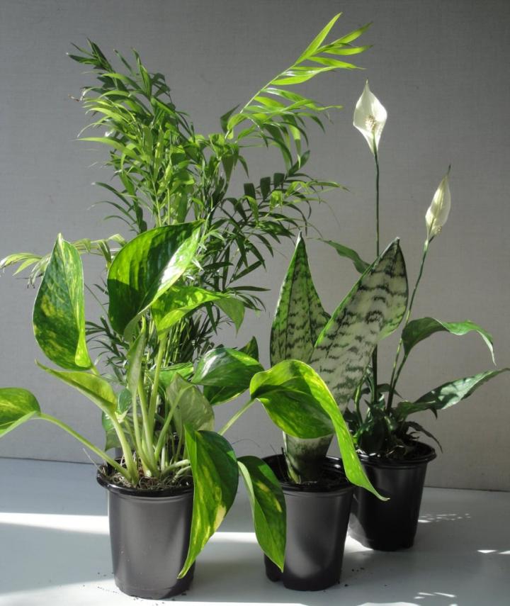 Four-Plant-Collection.jpg