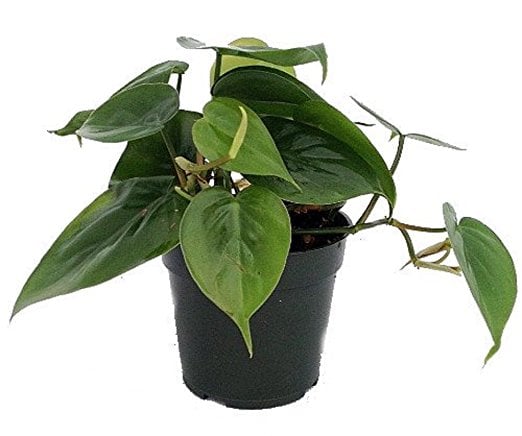 Heart-Leaf-Philodendron.jpg