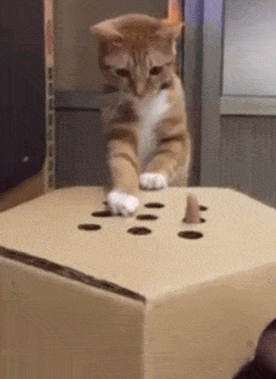 cats-and-boxes-a-love-stronger-than-pb-n-j-x-gifs-32.jpg?quality=85&strip=info