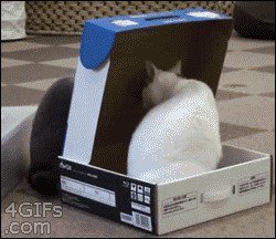 cats-and-boxes-a-love-stronger-than-pb-n-j-x-gifs-62.jpg?quality=85&strip=info