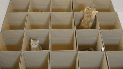 cats-and-boxes-a-love-stronger-than-pb-n-j-x-gifs-92.jpg?quality=85&strip=info