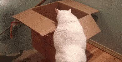 cats-and-boxes-a-love-stronger-than-pb-n-j-x-gifs-112.jpg?quality=85&strip=info