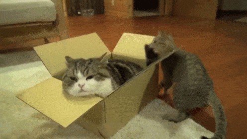 cats-and-boxes-a-love-stronger-than-pb-n-j-x-gifs-122.jpg?quality=85&strip=info