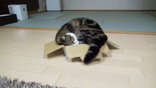 cats-and-boxes-a-love-stronger-than-pb-n-j-x-gifs-152.jpg?quality=85&strip=info