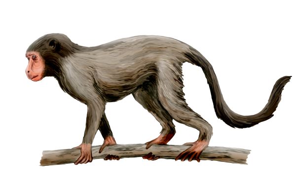 Aegyptopithecus.jpg