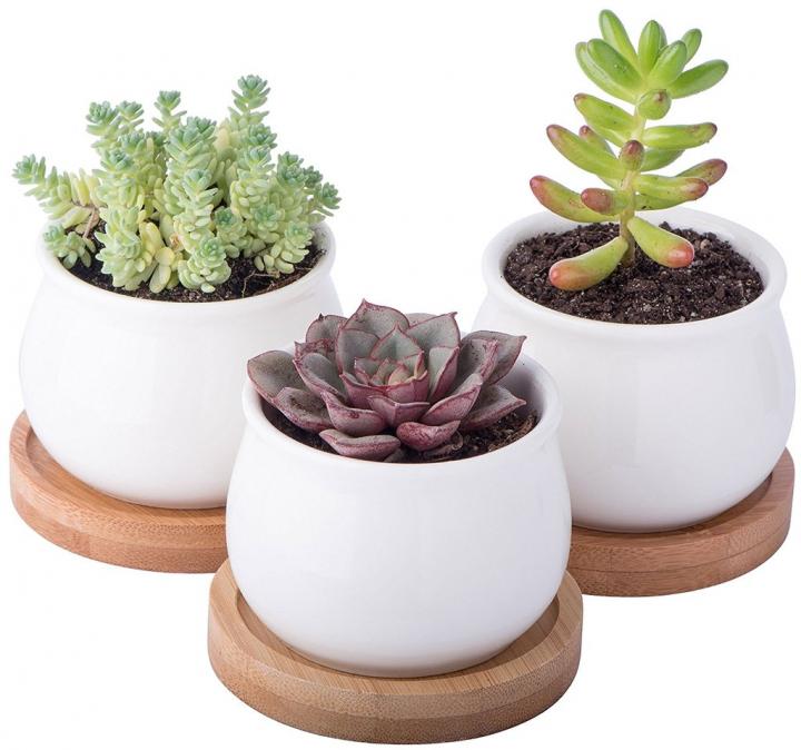 Potted-Succulent.jpg