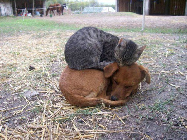 animal-friendships-are-more-pure-than-anything-on-earth-photos-20.jpg?quality=85&strip=info&w=600