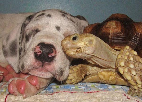 animal-friendships-are-more-pure-than-anything-on-earth-photos-15.jpg?quality=85&strip=info&w=600