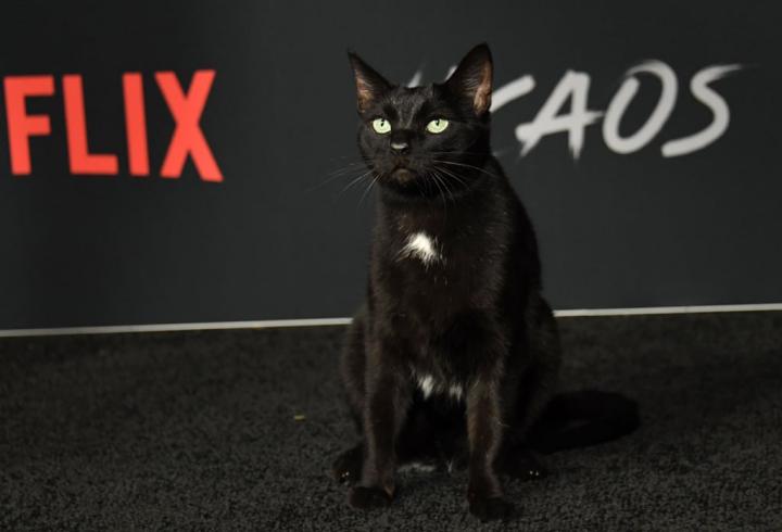 Salem-Cat-Sabrina-Netflix-Red-Carpet-Photos-2018.jpg