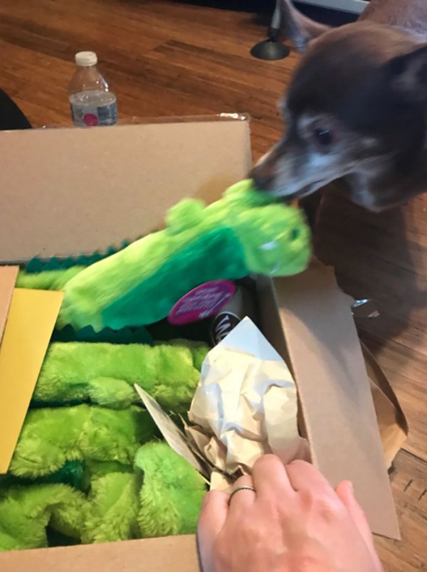 internet-gives-dog-green-toy-discontinued-10.jpg?quality=85&strip=info&w=600