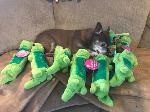 internet-gives-dog-green-toy-discontinued-11.jpg?quality=85&strip=info&w=600