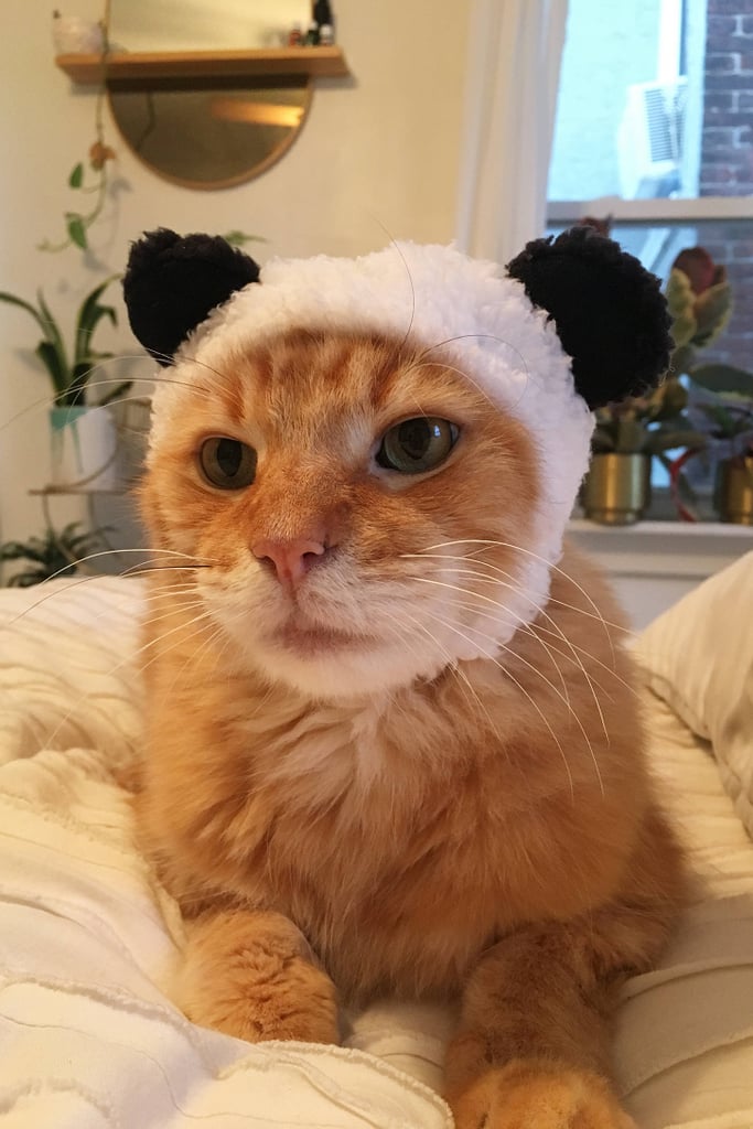 Bear-Cat-Cap-8.jpeg