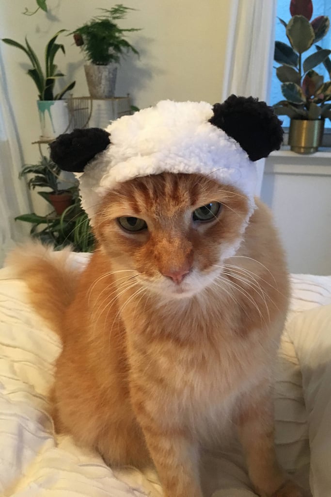 Bear-Cat-Cap-8.jpeg