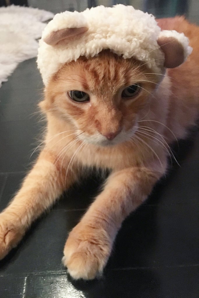 Bear-Cat-Cap-8.jpeg