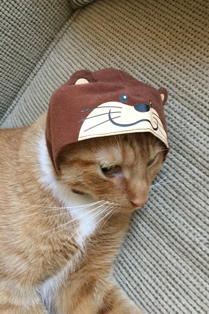 Assorted-Cat-Cap-8.jpeg