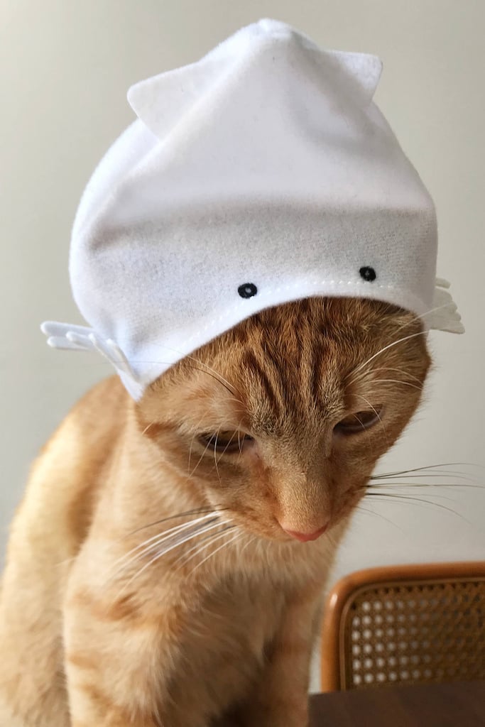 Assorted-Cat-Cap-8.jpeg