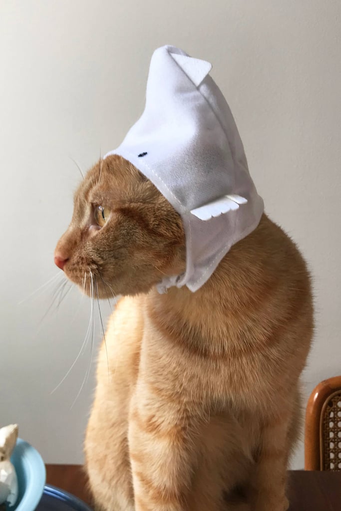 Assorted-Cat-Cap-8.jpeg