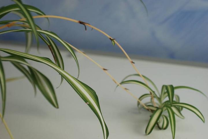 spider-plantlet.jpg.860x0_q70_crop-smart.jpg
