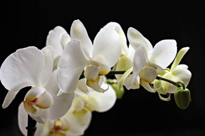 orchid.jpg.860x0_q70_crop-smart.jpg