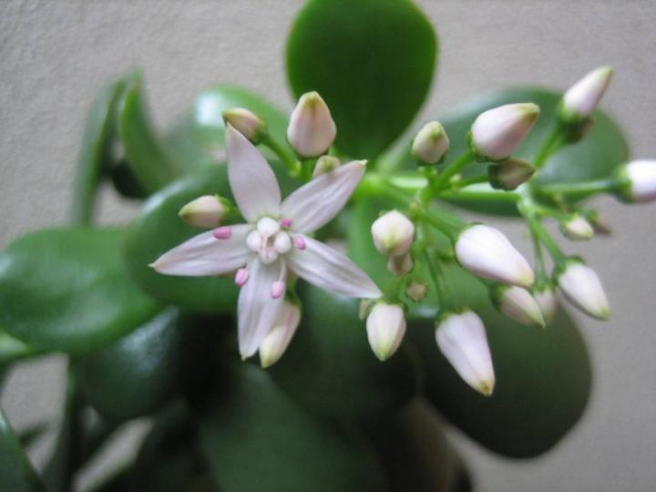 jade-plant-in-bloom.jpg.860x0_q70_crop-smart.jpg