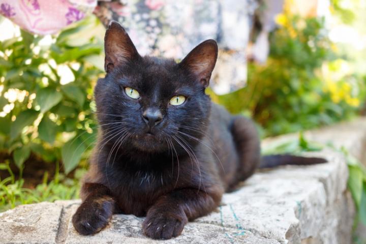 black-cat-friday-the-13th-1024x683.jpg