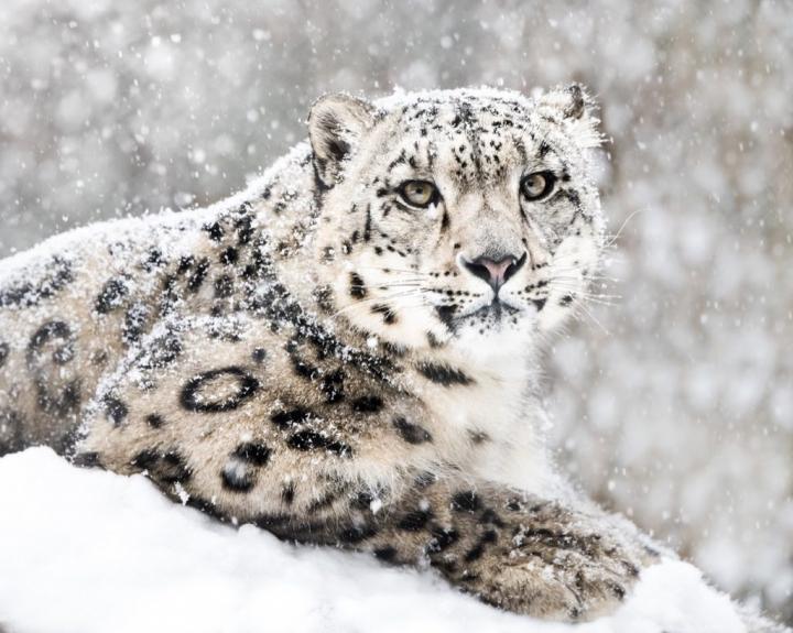 Snow-Leopard-1024x819.jpg