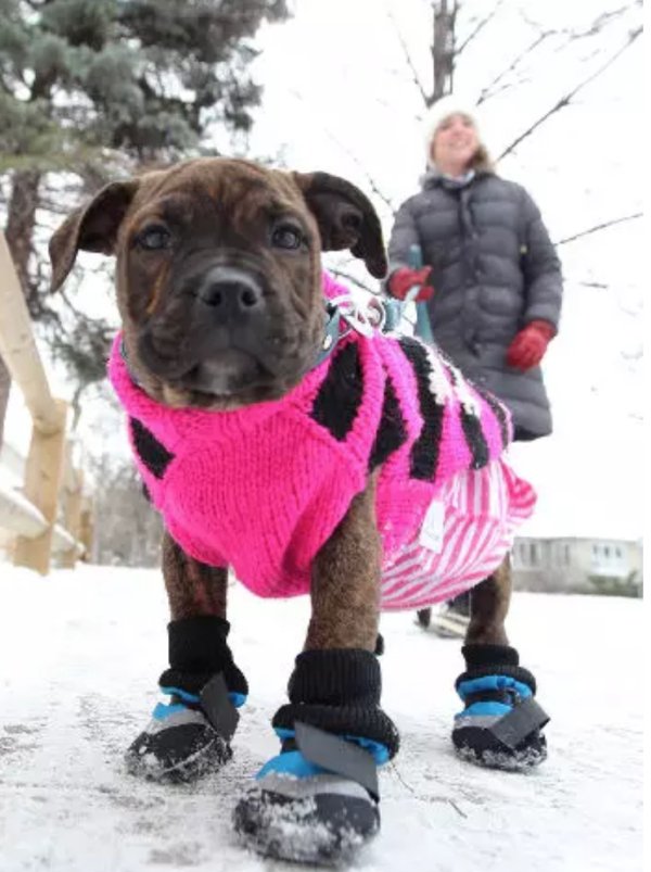 these-bundled-up-pups-are-read-for-the-cold-16.jpg?quality=85&strip=info&w=600