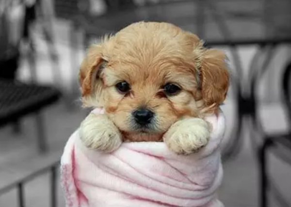 these-bundled-up-pups-are-read-for-the-cold-18.jpg?quality=85&strip=info&w=600