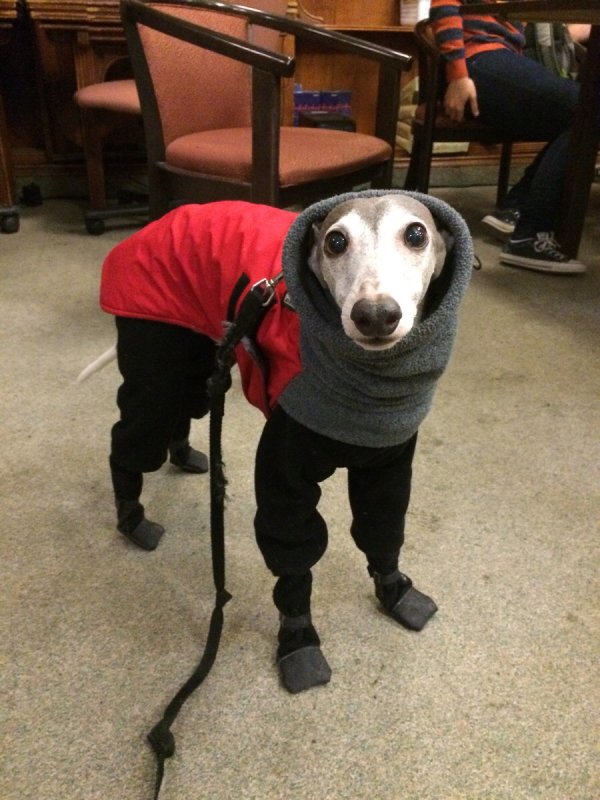 these-bundled-up-pups-are-read-for-the-cold-23.jpg?quality=85&strip=info&w=600
