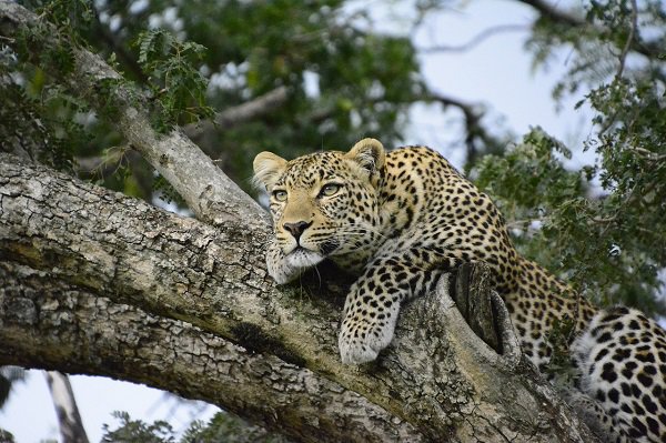 animal-africa-safari-cat-wild-leopard-kenya-tree-3002458.jpg?quality=85&strip=info&w=600