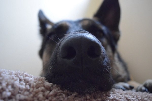 the-amazing-things-that-dog-noses-can-sense-photos-3.jpg?quality=85&strip=info&w=600