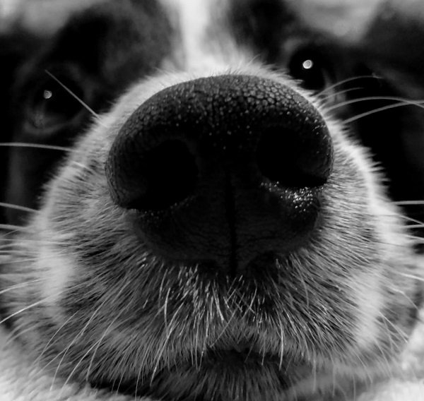 the-amazing-things-that-dog-noses-can-sense-photos-5.jpg?quality=85&strip=info&w=600