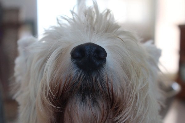 the-amazing-things-that-dog-noses-can-sense-photos-7.jpg?quality=85&strip=info&w=600